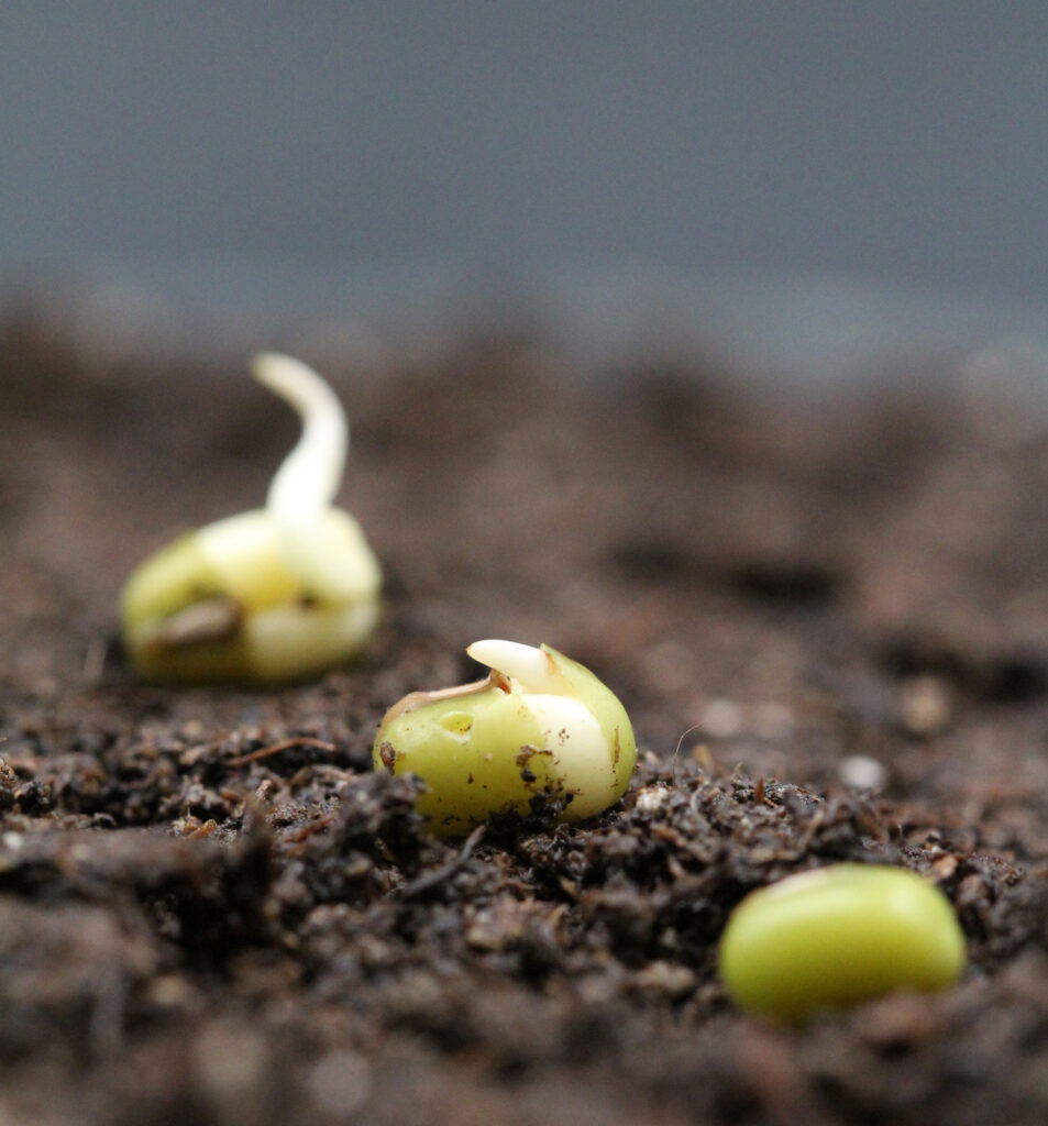 How to make sprouts overnight? Know the science behind sprouting