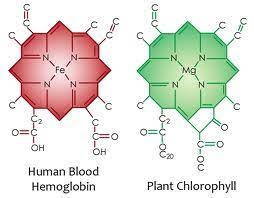 Chlorophyll