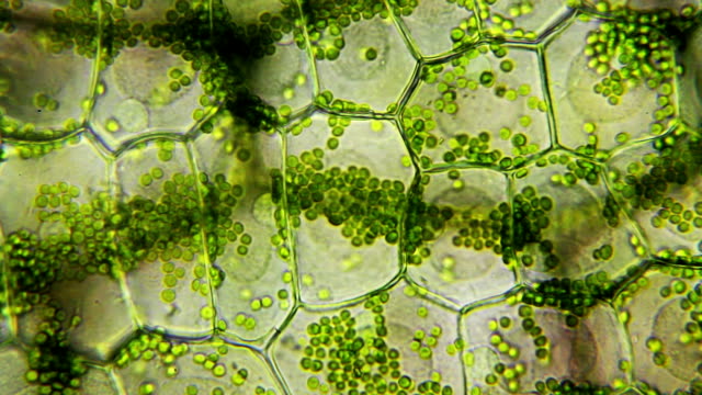 Water plant leaf cells with chloroplast moving inside, microscopic view, time lapse