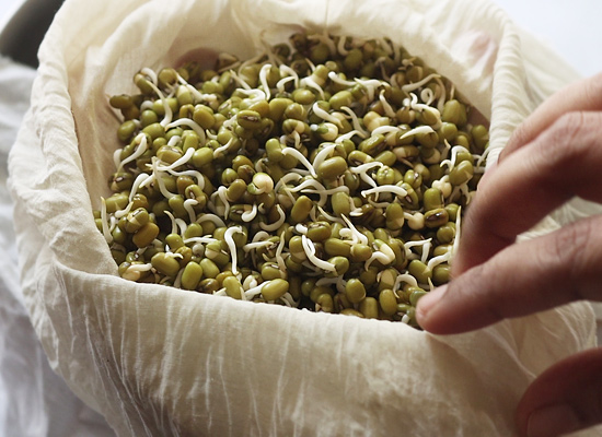 How to make sprouts overnight? Know the science behind sprouting