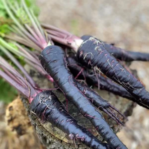 black carrot kanji